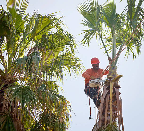 Tree Branch Trimming in Springmont, PA